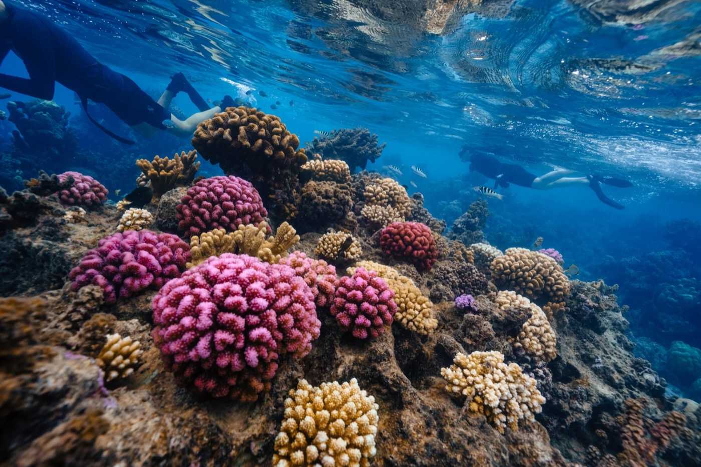Restore Corals in French Polynesia — photo 1