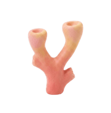 A single coral fragment