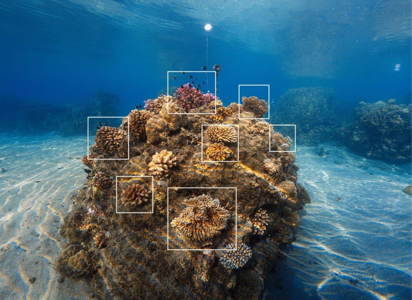 A coral colony marked for monitoring on the reef in Fiji