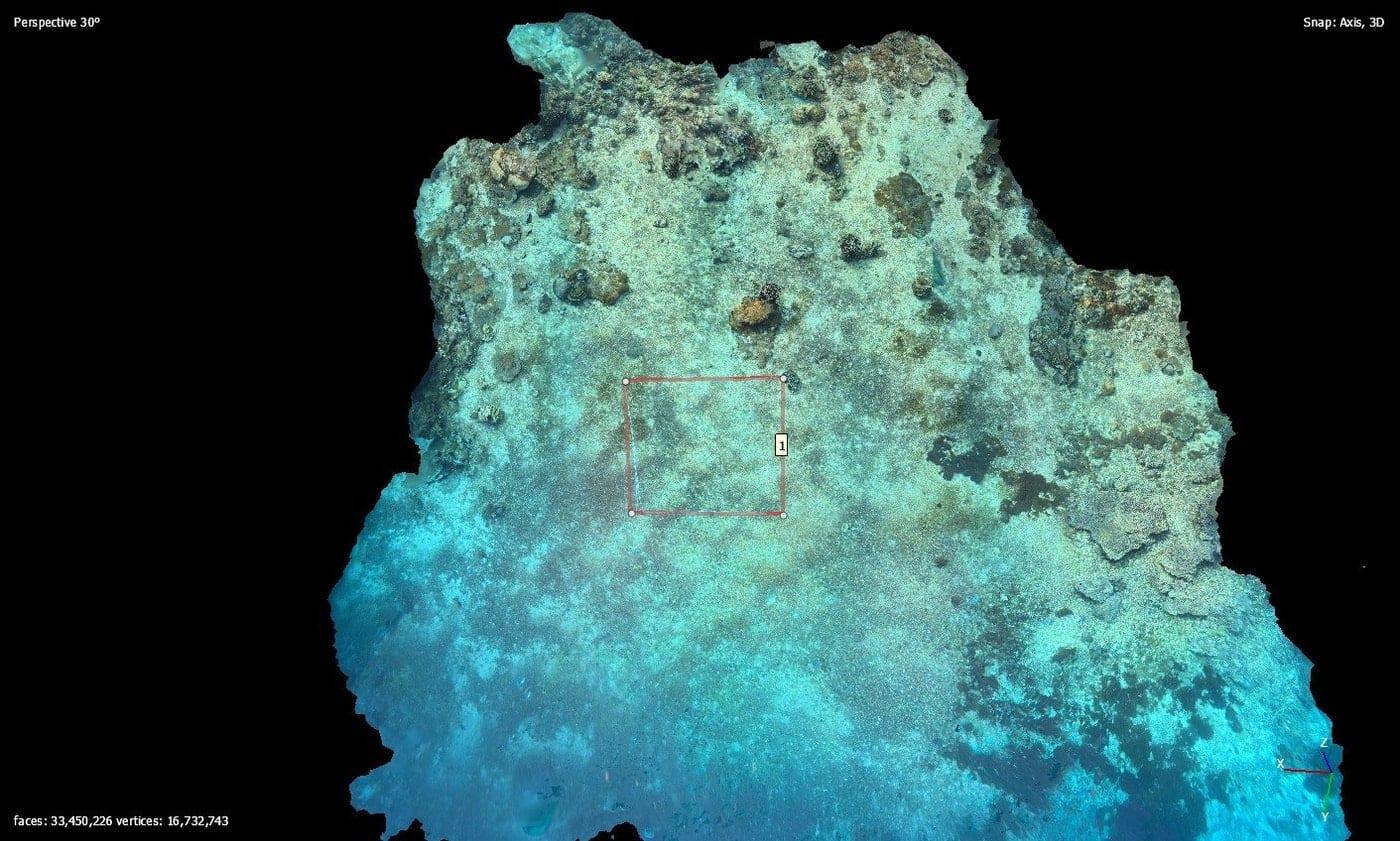 A 3D scan of a coral colony used to measure growth