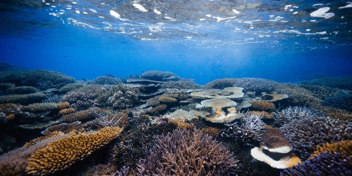 A healthy mixed coral reef in Fiji