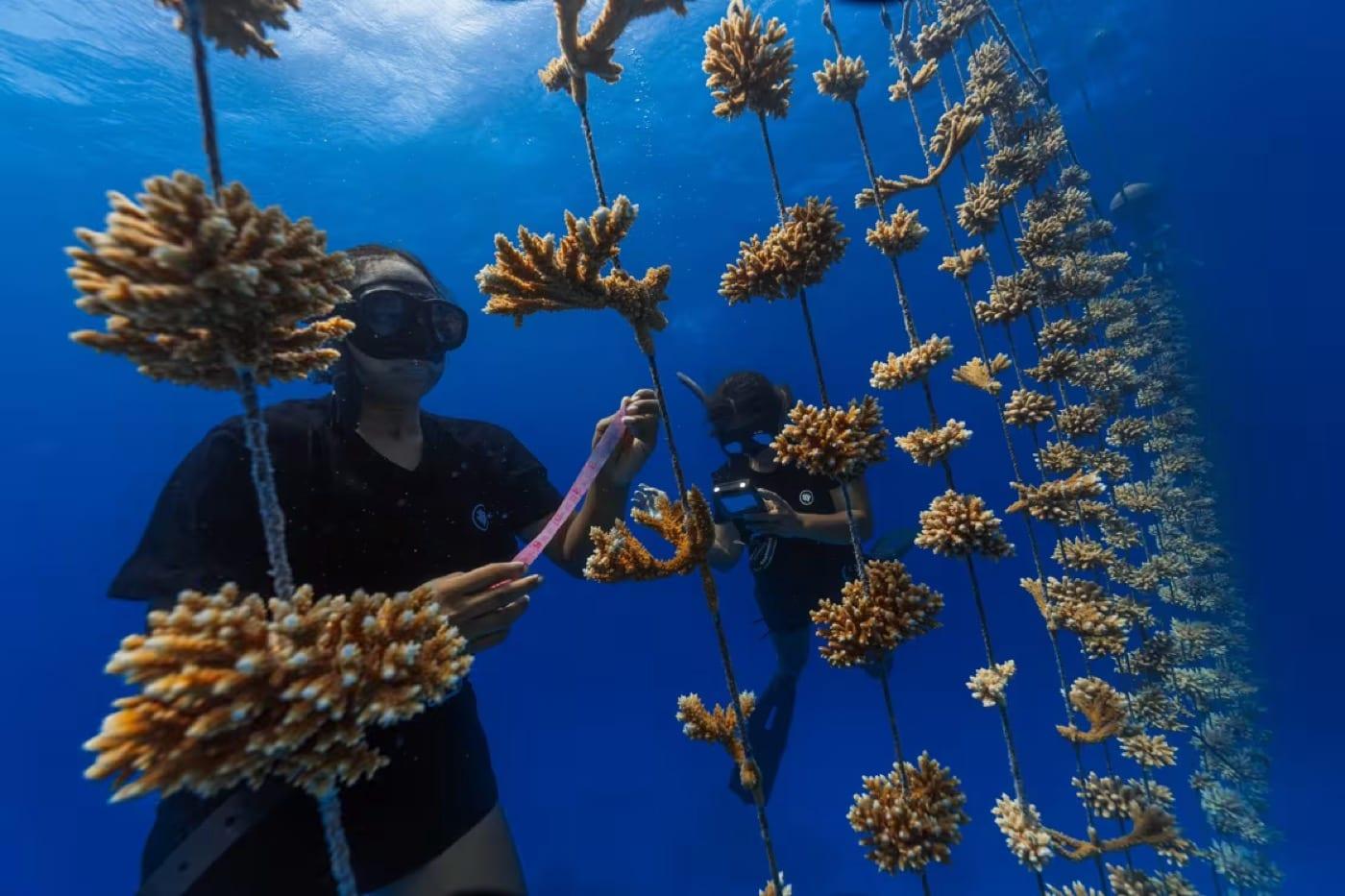 Coral fragments growing on nursery ropes in Mo'orea