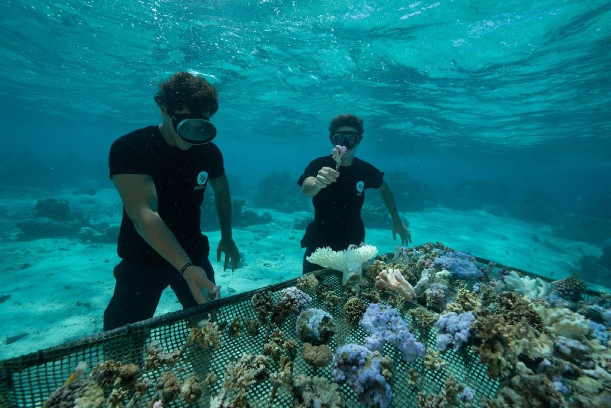 Two snorkellers checking corals on a nursery table in Fiji