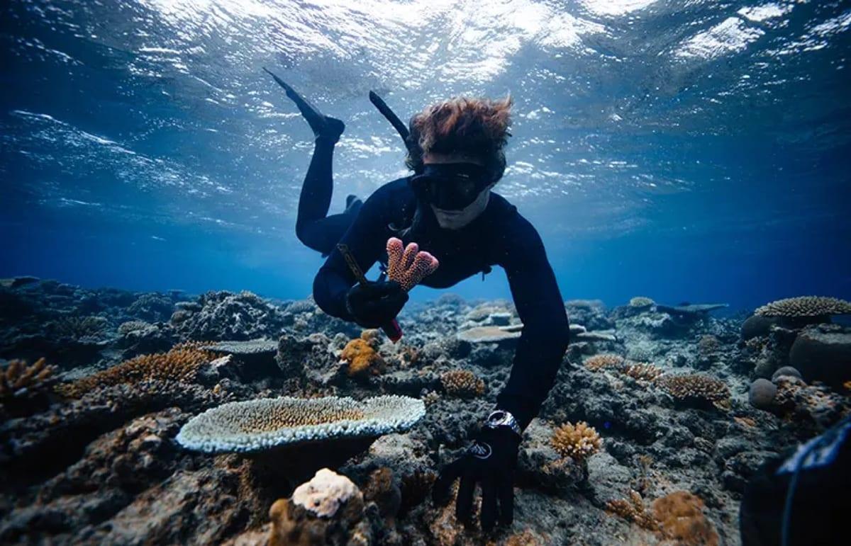 A snorkeller swimming over a table coral in Fiji