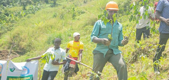 Live tree planting session, Uganda