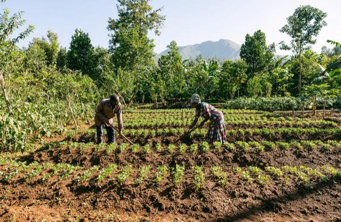 Farmers planting trees in Kenya