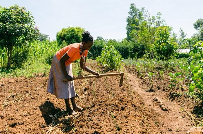A farmer tending young trees in Senegal