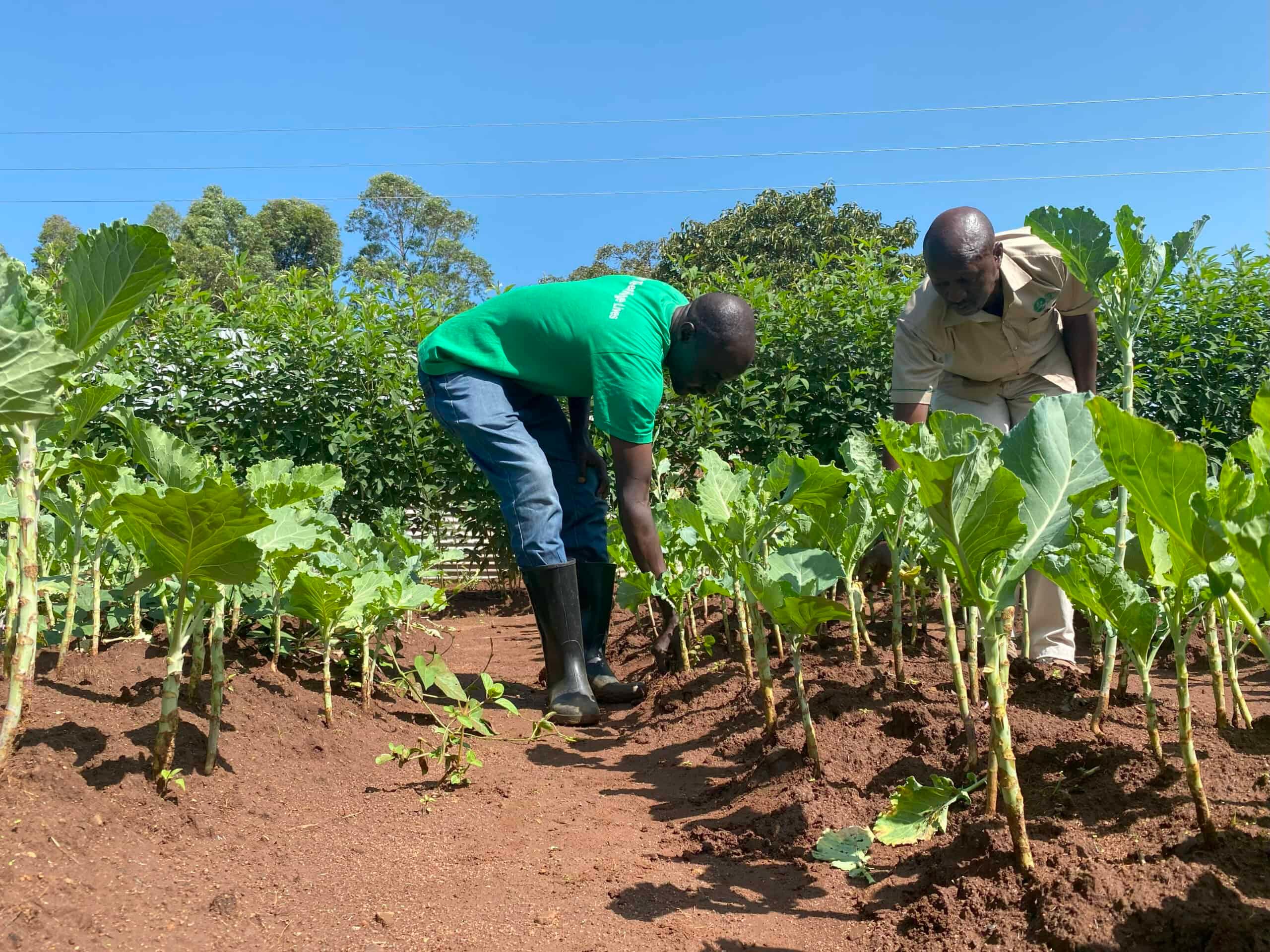 In three years, David has gone from 12 trees on this section of his land to more than 3,300. The trees are already creating a micro-climate on his farm.