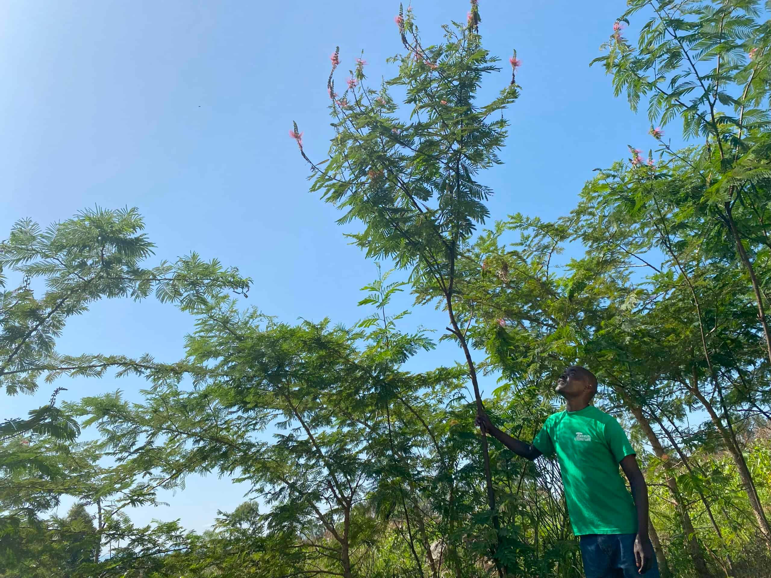 This towering Calliandra tree is one of thousands of fast-growing trees David has planted to improve his soil and protect his crops.