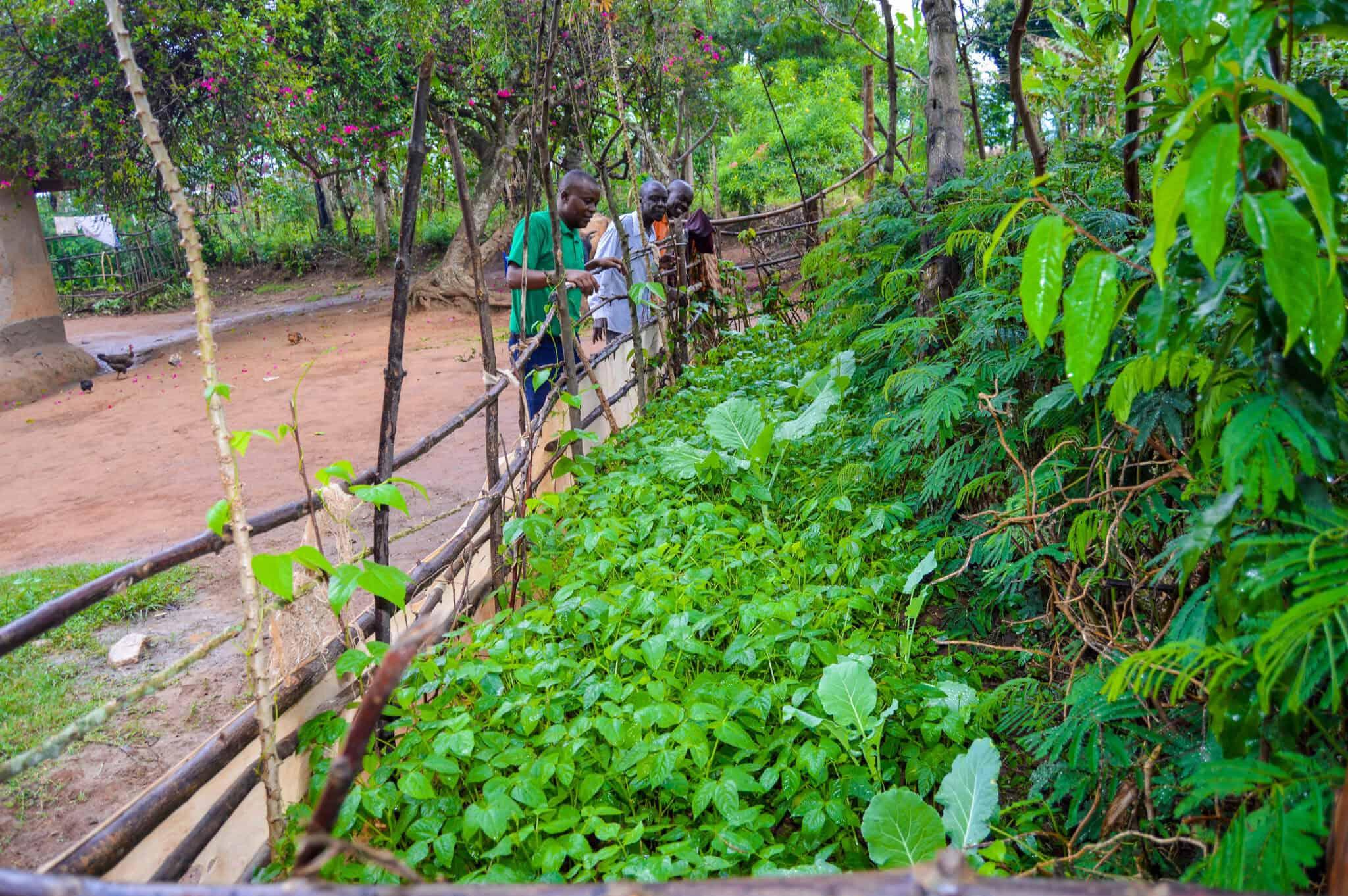 Forging a Path for a New Way of Farming. Enoch's leadership has been instrumental in training farmers across Uganda in the Forest Garden Approach.
