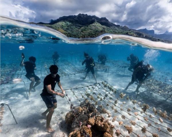Restore Corals in Fiji