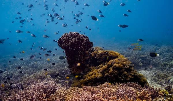 Wilder Reefs